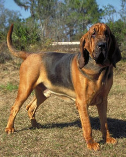 Bloodhound (4)