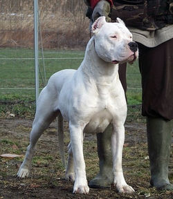 dogueargentino