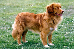 Nova Scotia Duck Tolling Retriever