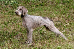 braco eslovaco