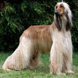galgoafgano