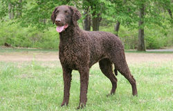 Curly Coated Retriever