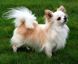 Chihuahua