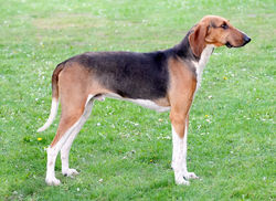 poitevin-hound-800