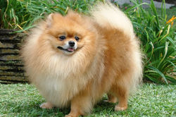 spitz-alemão-petlove