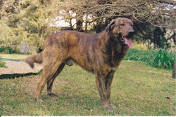castro laboreiro