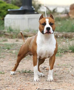 amstaff terrier