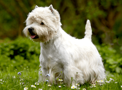 west white terrier