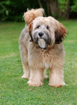Terrier do Tibete