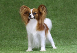 papillon