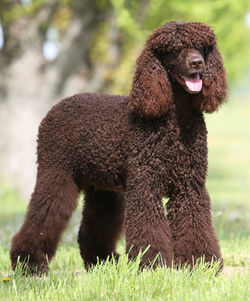 Irish Water Spaniel