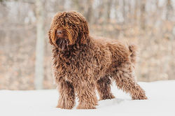 Barbet