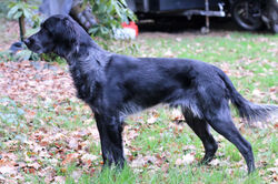 Spaniel da Picardia