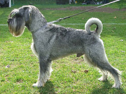 SchnauzerStandard