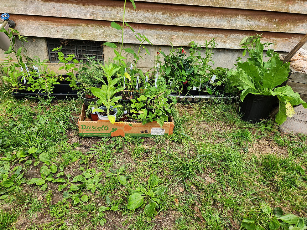 All the new herbs I brough home from the festival