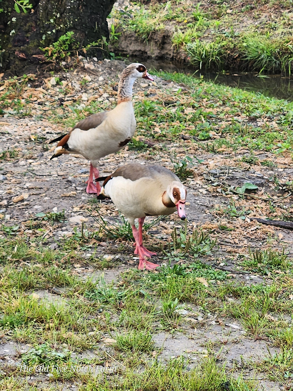 They had BEAUTIFUL Egyptian Geese on the pond