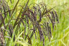 Biological drought tolerance