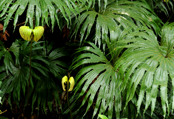 electronic technology