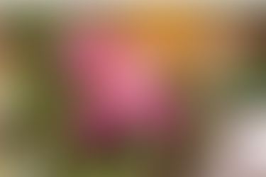 shoulders of predecessors