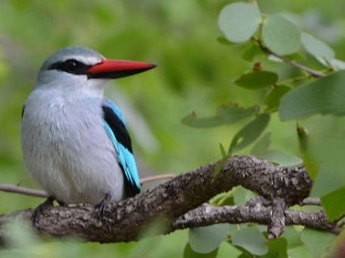 Birdlife_2.jpg