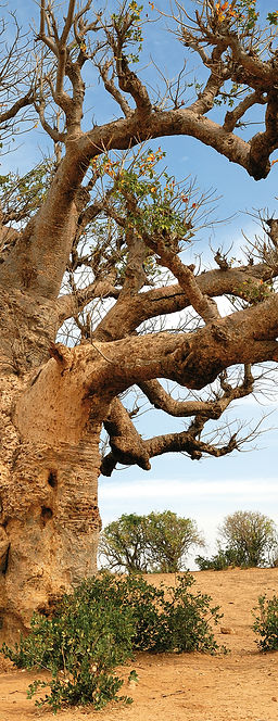 Baobab_Baum (1).jpg