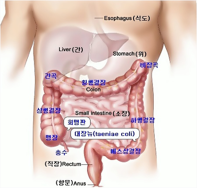104. 장이 안 좋아 식사 후 30분이면 화장실로 달려가요.