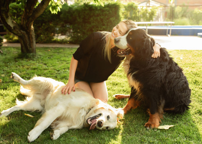 woman-playing-with-dog-labrador-sennenhu