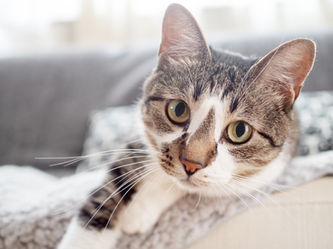 こっちを向いてる猫