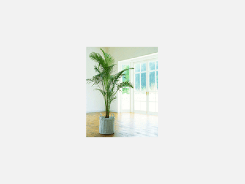 明るい室内の観葉植物