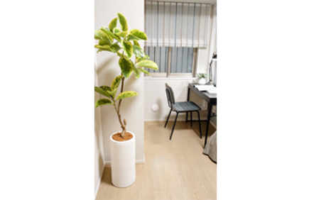 ◆観葉植物で快適な室内環境を作る