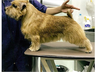 茶色い犬