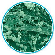 biofilm cirlce.jpg