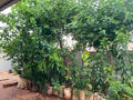 How To Start Your Own Sack Garden