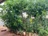 How To Start Your Own Sack Garden