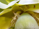 Zambia’s Dwarf False Banana