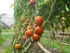 Caring for Plants in the Rainy Season in Zambia
