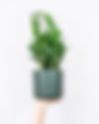 Zamia zamiifolia 
