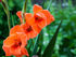 Zambia’s Endemic Gladioli