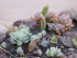 Ideas for Waterwise Gardening in Zambia