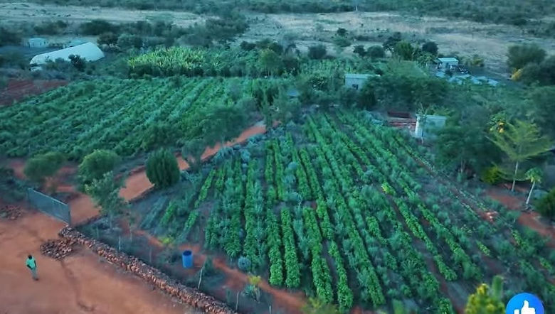 Organic Farm 7