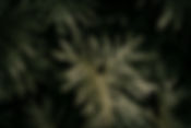 Thaumatophyllum species & cultivars