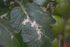 Biological Control of Lepidoptera pests