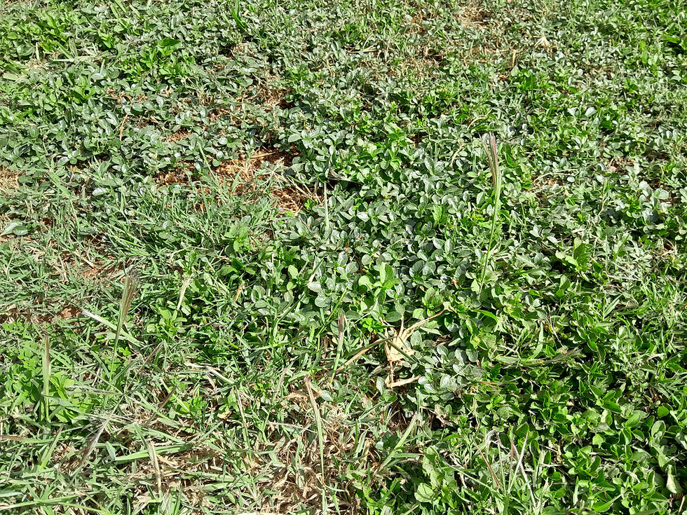 Weeds competing with a lawn.