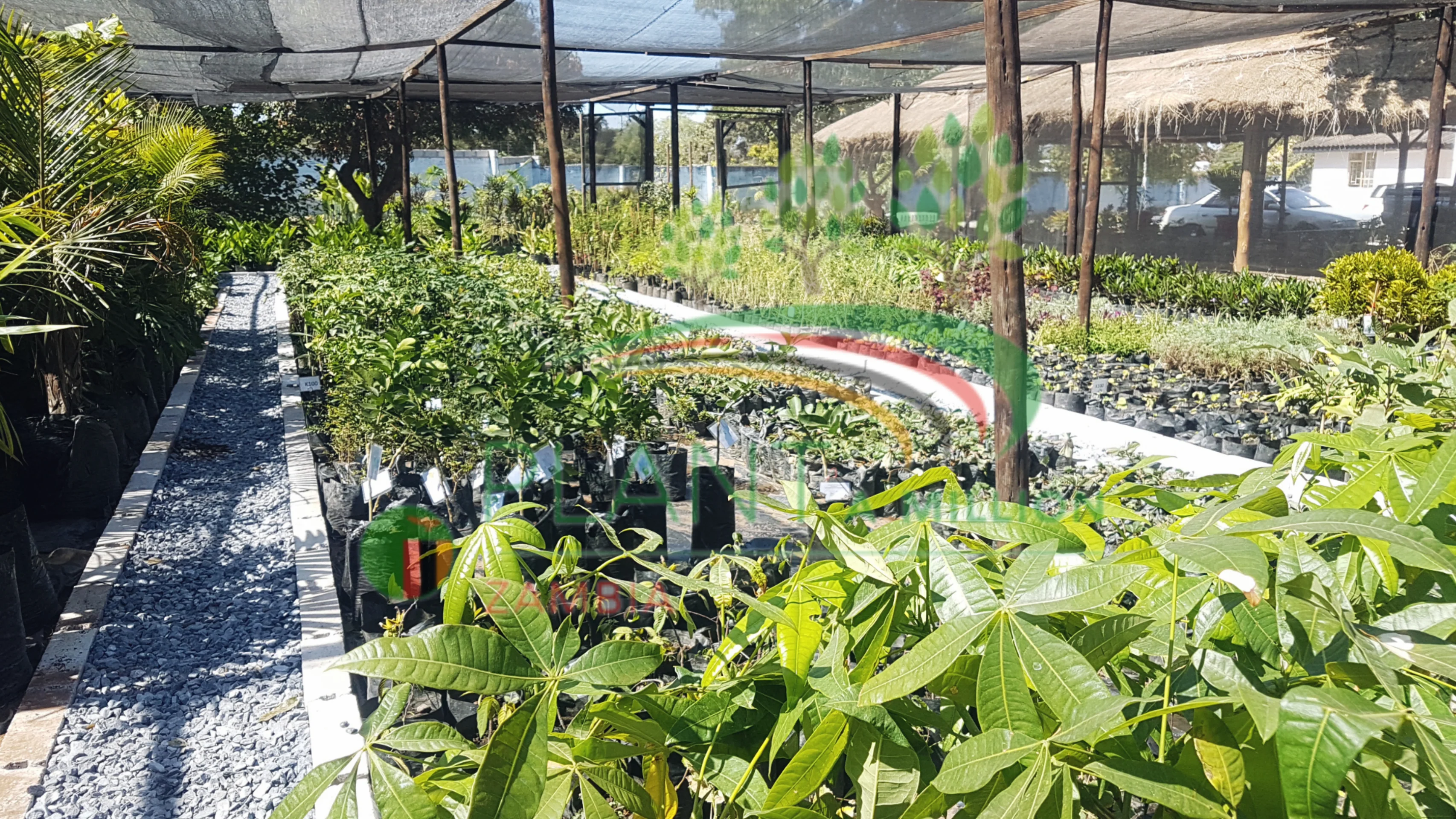 PlantAMillion