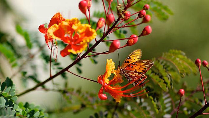 Butterfly Bush
