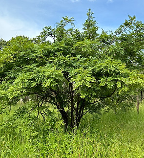 Chifwema arboretum specimen tree .jpg