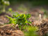 A Guide to Preparing Your Zambian Garden for the Dry Season
