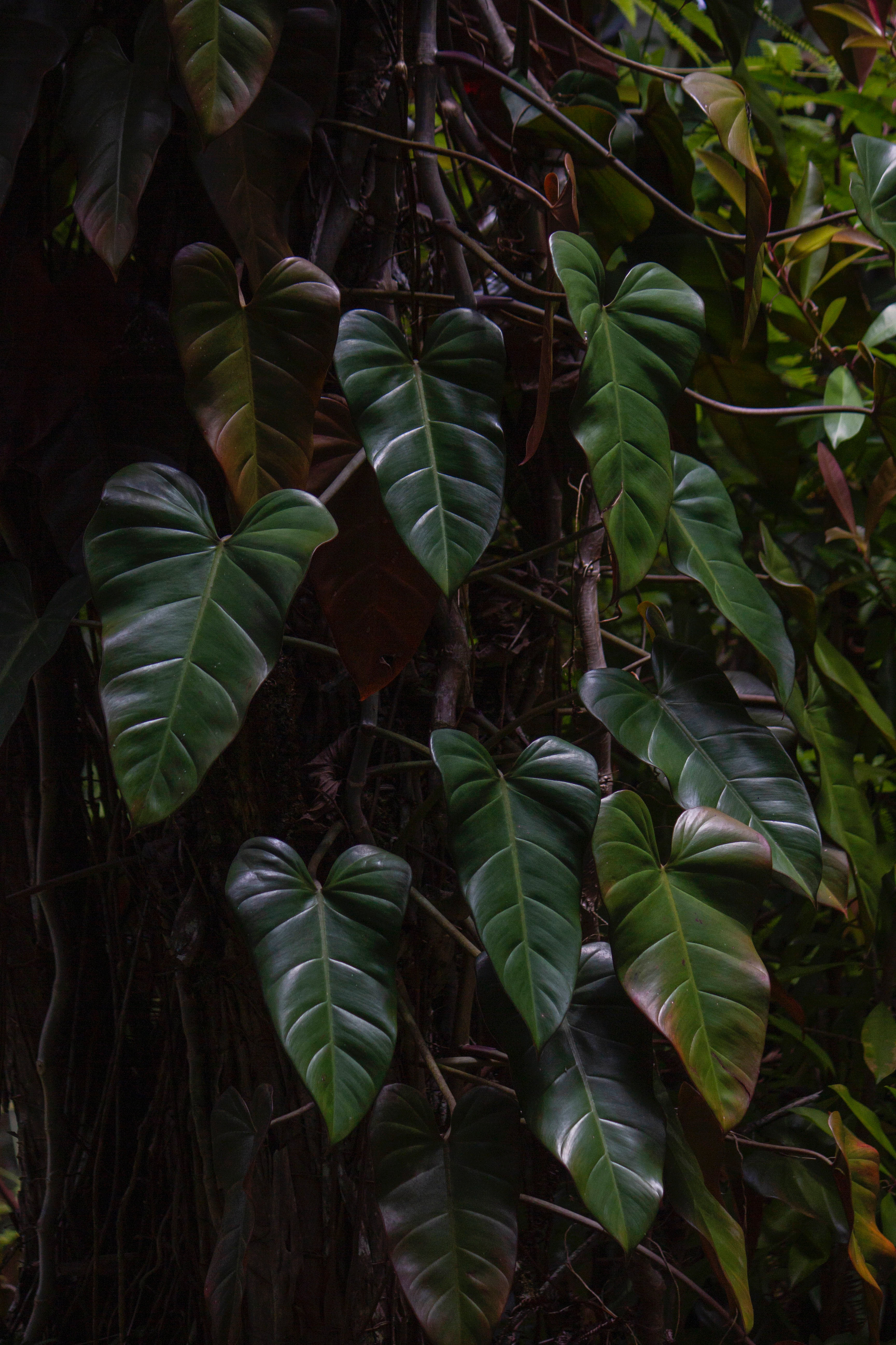 Philodendron (climbing) species & cultivars