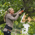 How proper pruning improves food production and home gardening in Zambia during winter