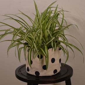 Pet-friendly Indoor Plants